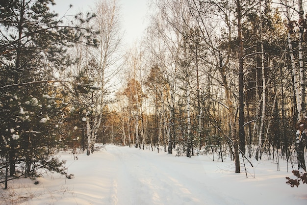 Winter forest light background with birches covered with snow