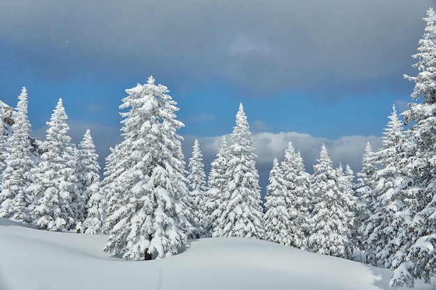 Photo winter forest in the mountains, all covered with snow, frosty morning. frozen pine and spruce.