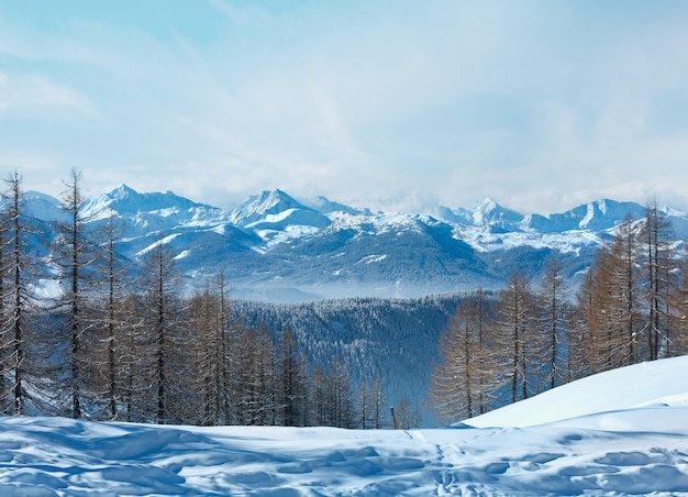 Winter forest near Dachstein mountain massif