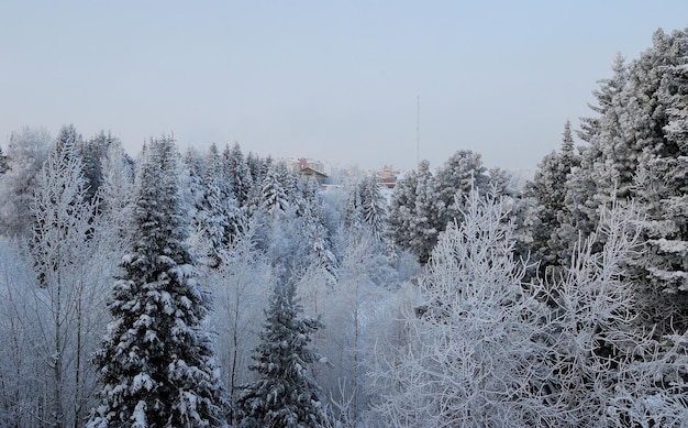 Winter forest on the outskirts of the city in the early morning KhantyMansiysk Western Siberia