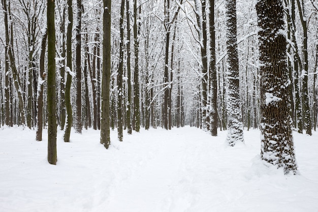 Winter forest and the road. Winter landscape