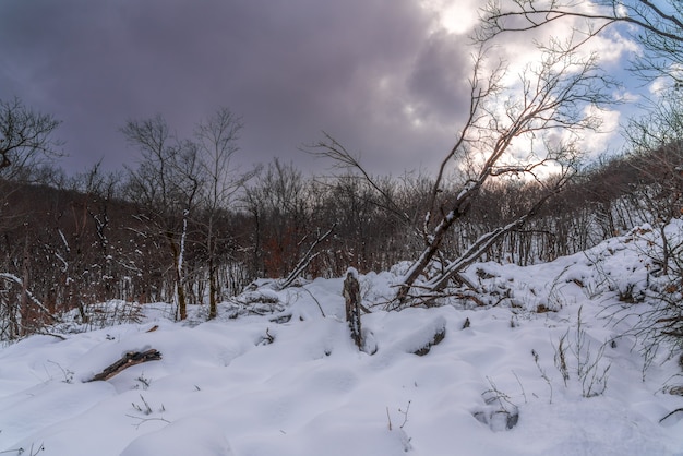 Winter forest,  snow covered bare trees