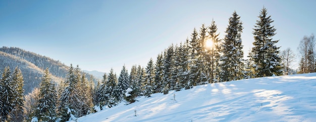 Winter forest in snow at hill