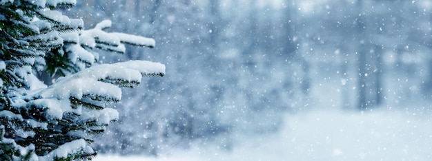 Winter forest during a snowfall with a snowy spruce in the foreground