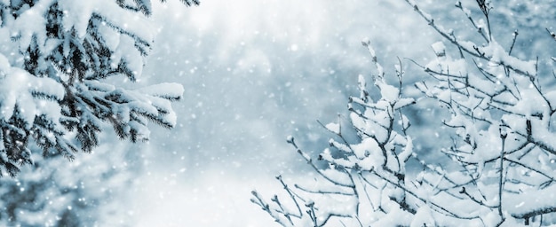 Winter forest during snowfall with snowy tree branches and spruce in the foreground