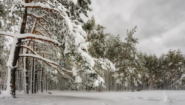 Winter forest. Snowy winter. Cold weather,