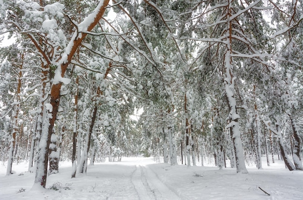 Winter forest. Snowy winter. Cold weather,