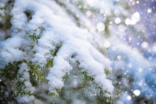 Winter Forest spruce branches covered with snow