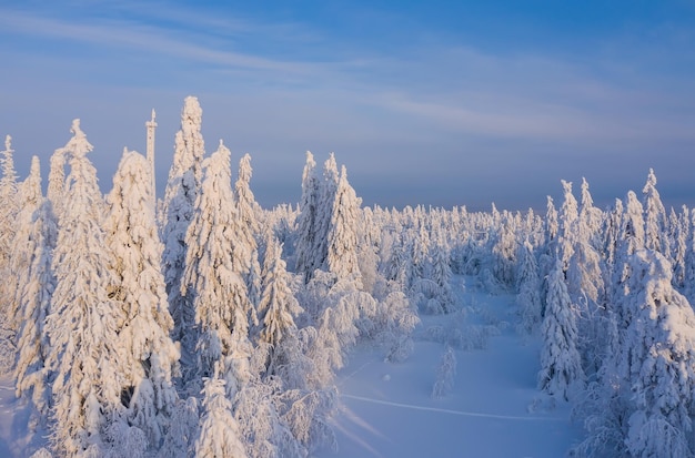 winter forest in the taiga wrapped in snow in winter
