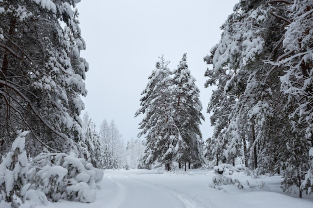 Winter forest, trees in the snow, beautiful snowy view