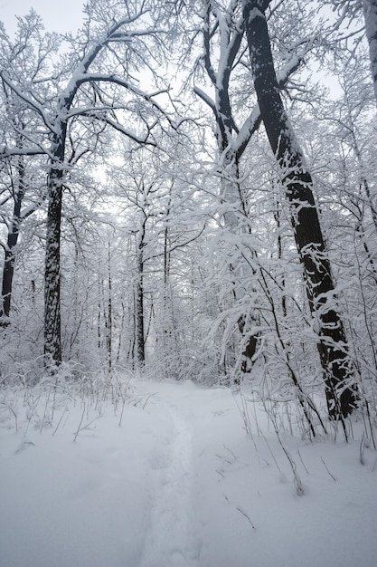 Winter forest, trees in the snow, beautiful snowy view