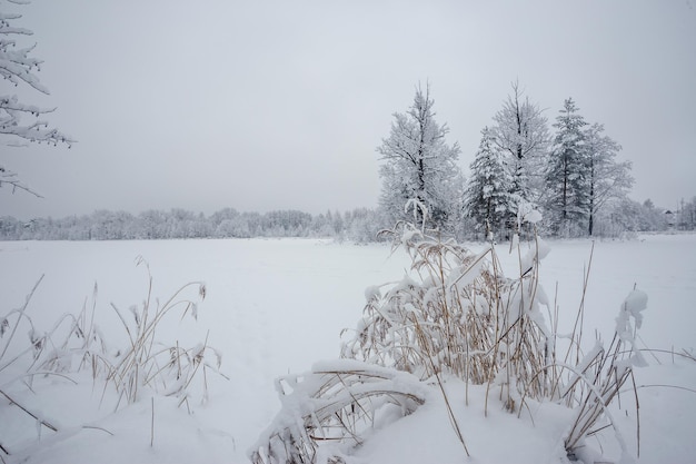 Winter forest, trees in the snow, beautiful snowy view