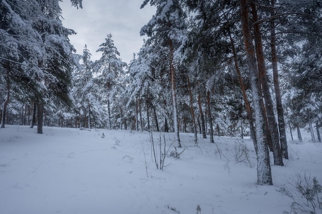 Winter forest, trees in the snow, nature photos, frosty morning