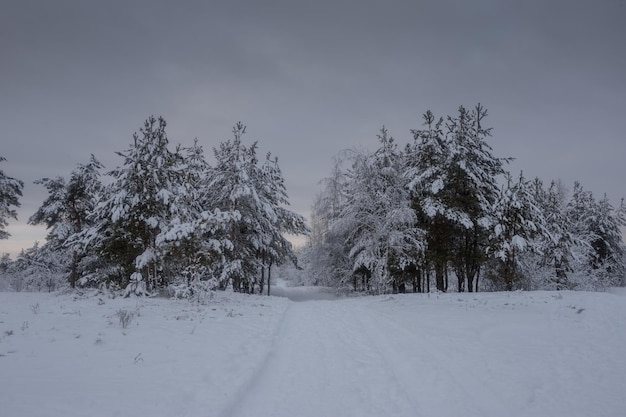 Winter forest, trees in the snow, nature photos, frosty morning