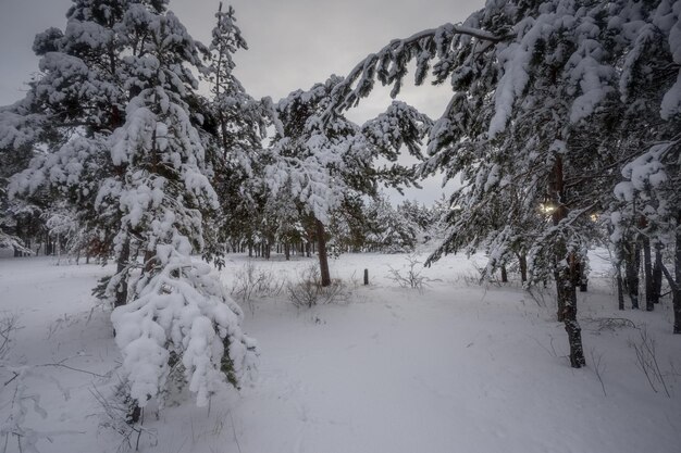 Winter forest, trees in the snow, nature photos, frosty morning