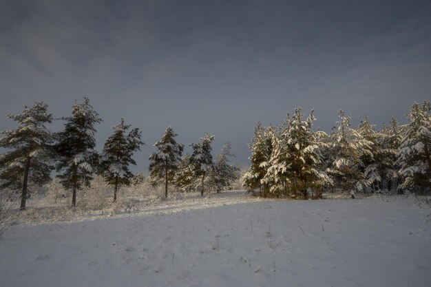 Winter forest, trees in the snow, nature photos, frosty morning