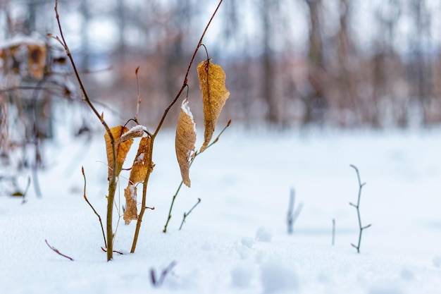 Winter forest with dry leaves on a tree branch and snowcovered ground