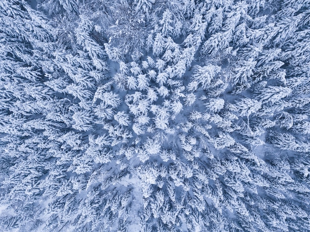 Winter forest with frosty trees, aerial view