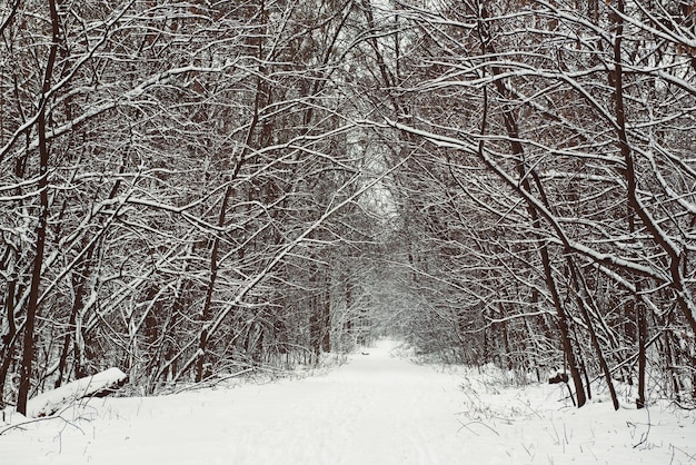 Winter forest with path