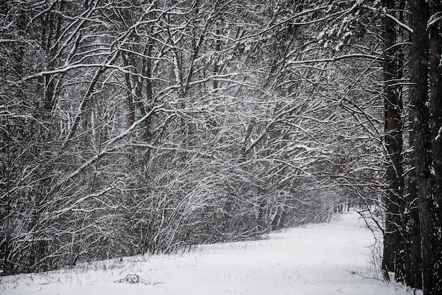 Winter forest with path