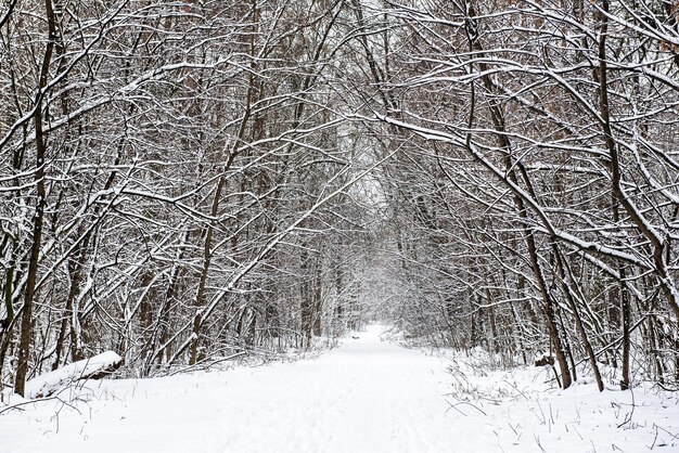 Winter forest with path