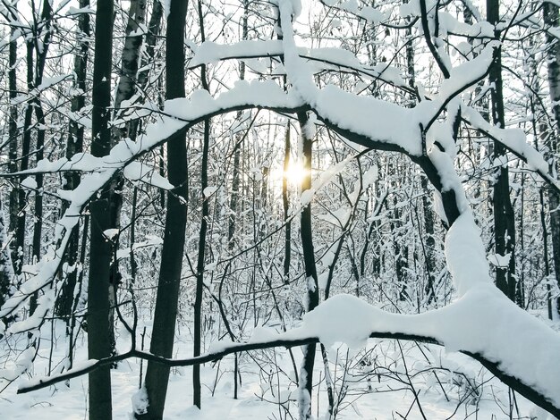 Winter forest with snow covered branches