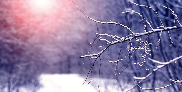 Winter forest with snow-covered road in sunny weather during sunset