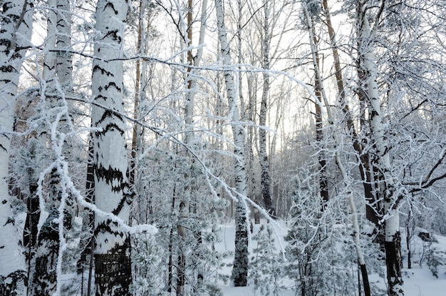 Winter forest with snow-covered trees.