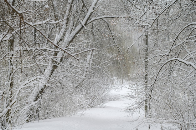 Winter forest with snow on the trees