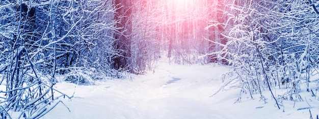 Winter forest with snowcovered trees and bushes in the morning during sunrise