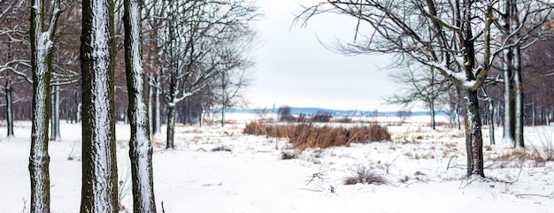 Winter forest with snowcovered trees and a meadow in the middle