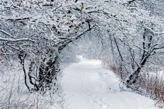 Winter forest with snowcovered trees and road between trees after snowfall