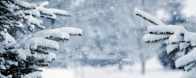 Winter forest with snowy spruce branches on a blurred background during snowfall