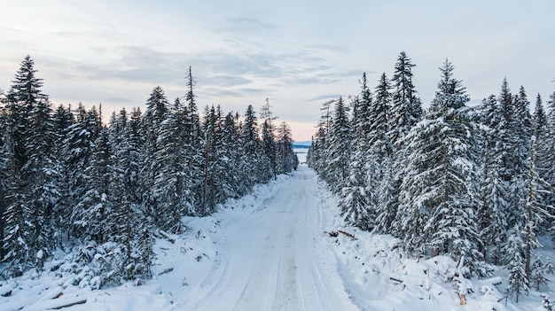 Winter forest with snowy trees, aerial view. Winter nature, aerial landscape with frozen river, trees covered white snow