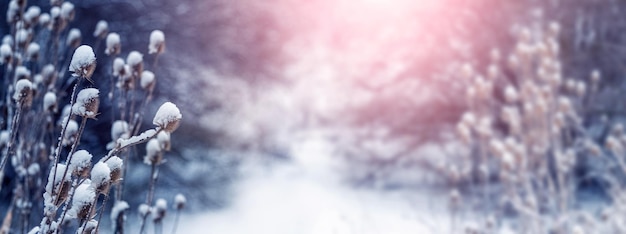 Winter forest with snowy weeds in the foreground during sunset