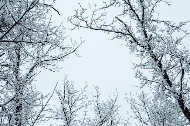 Winter forest with trees covered snow. Copy space.