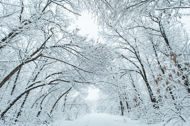 Winter forest with trees covered snow. Snowy road. Winter travel concept.