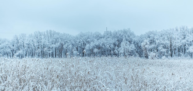 Winter forest with trees covered snow. Winter landscape, cold weather. Tourism in winter. Widescreen photo. Copy space.