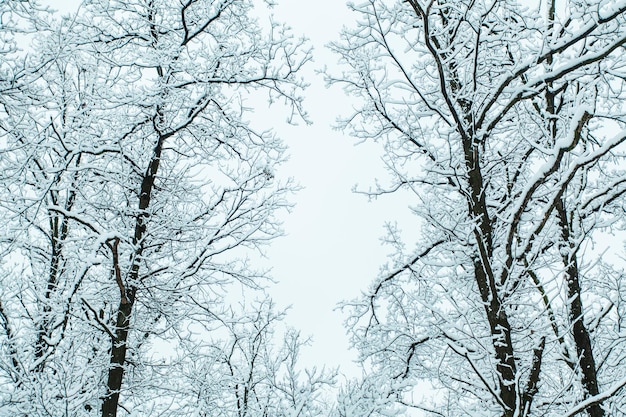 Winter forest with trees covered snow.