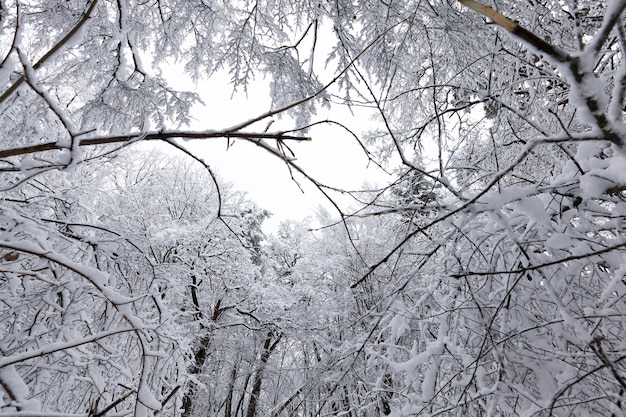 Winter forest with trees without foliage