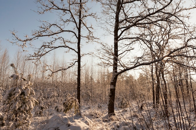 Winter forest