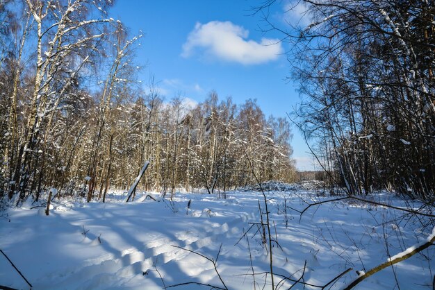 Winter forest