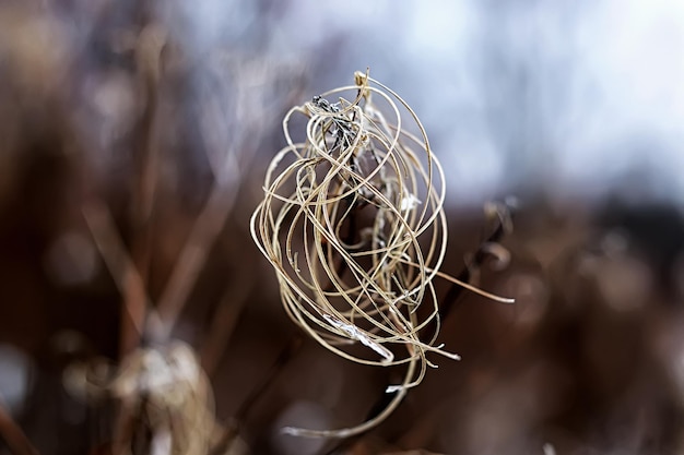 Winter frost on plant