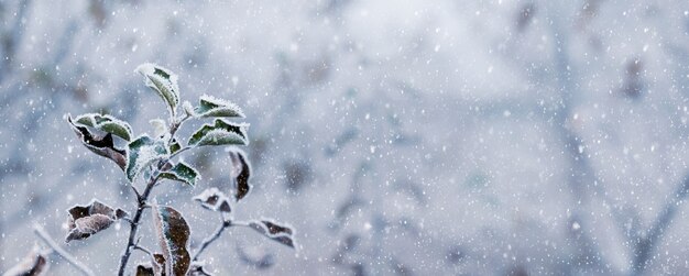 Winter garden during the snowfall. Frost-covered apple tree branch with dry leaves during a snowfall