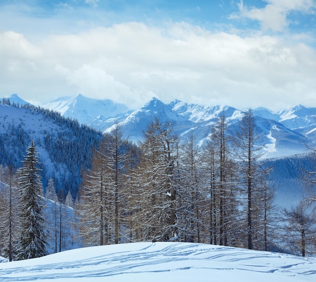 Winter grove near Dachstein mountain massif