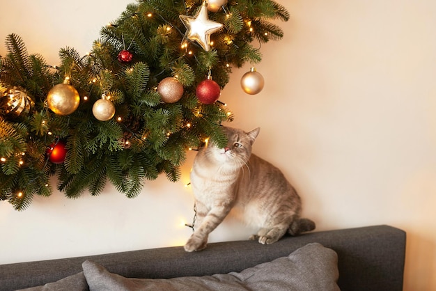 Winter holidays and vacations Christmas and New Year decor background Christmas tree and toys Christmas cat Holiday apartment interior