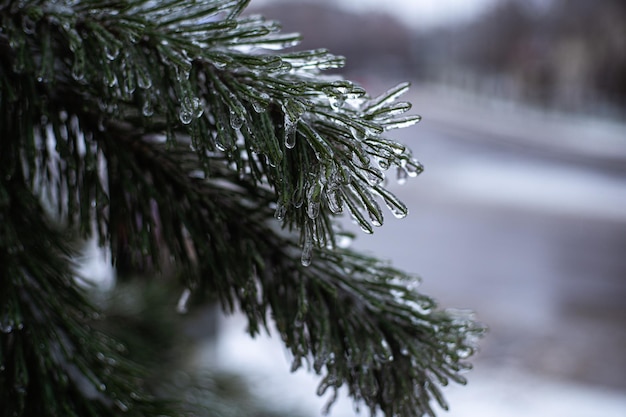 Winter Ice Snow Storm in Lviv Ukraine Icicles are forming from freezing rain Winter scene Natural disaster