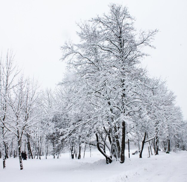 Winter landscape Christmas and New Year Beautiful trees wrapped in white soft snow