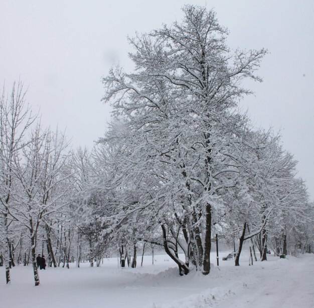 Winter landscape Christmas and New Year A large tree is wrapped in a blanket of snow