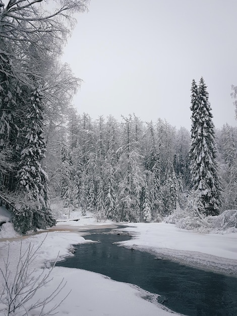 Winter landscape Fairy forest in snow Lake in winter Russia